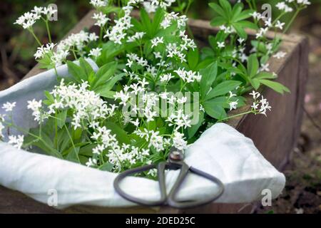 Woodruff dolce (Galium odoratum), raccolta con forbici, Germania Foto Stock