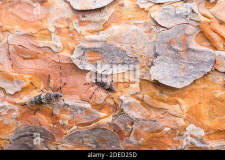 longhorn beetle (Acanthocinus griseus), coppia su corteccia, vista dorsale, Russia, Baikal Foto Stock