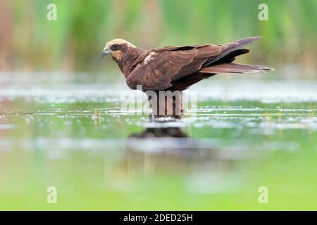 Marsh Harrier occidentale (Circus aeruginosus), femmina adulta in palude, Italia, Campania Foto Stock