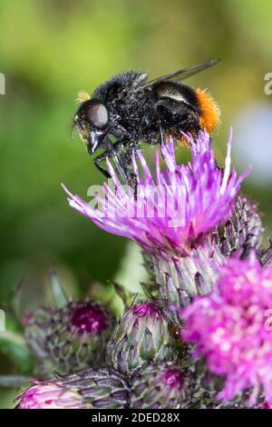 Bumblebee mimica volata (Volucella bombilans), maschio su un fiore di thistle, vista laterale, Germania Foto Stock