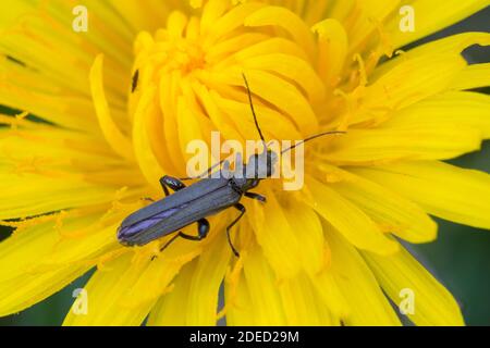 Beetle per l'alimentazione del polline (Oedemera spec.), attandanza fiorita su un fiore giallo, vista dorsale, Germania Foto Stock