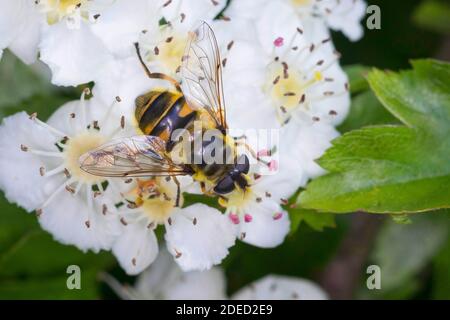 Deathskull Fly, Deathskull Hoverfly (Myathropa florea), donna alla presenza in fiore, vista dorsale, Germania Foto Stock