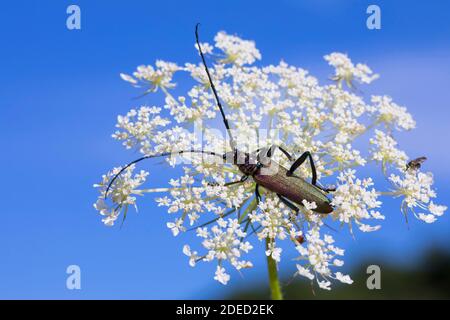 Muschio (Aromia moschata), attandanza fiorita sulla carota selvatica, Germania Foto Stock