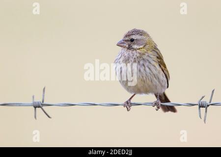 canarino giallo (Crithagra flaviventris, Serinus flaviventris), femmina che perching su una recinzione spinato di filo, Sudafrica, Capo Occidentale Foto Stock