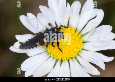 Sette-spot ladybird, sevenspot ladybird, 7-spot ladybird (Coccinella septempunctata), larva su un daisy blossom, Germania Foto Stock