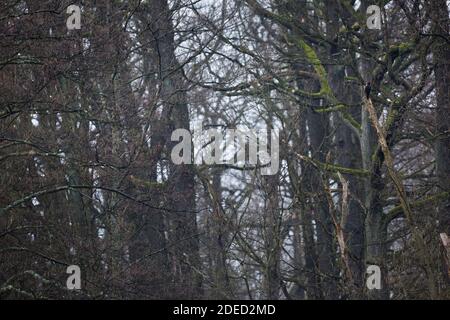 Picchio nero (Dryocopus martius, Dryocopus martius), in una foresta, in Germania Foto Stock
