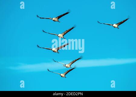 Gru comune, gru eurasiatica (Grus grus), truppa di volo, Svezia, Vaestergoetland, Falkoeping Foto Stock