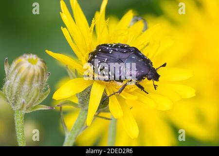 Beetle di Rosa a macchia bianca (Oxythyrea funesta), su un fiore giallo, Germania Foto Stock