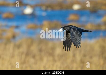 Corvo comune (Corvus corax), con uovo d'oca rubato, Svezia, Vaestergoetland, Falkoeping Foto Stock