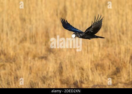 Corvo comune (Corvus corax), con uovo d'oca rubato, Svezia, Vaestergoetland, Falkoeping Foto Stock