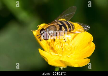 Currant Hover Fly, Hoverfly comune a fasce (Syrphus ribesii), femmina dalla presenza bloom alla coppa del burro, Germania Foto Stock