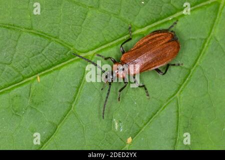 Scarabeo di fuoco di colore arancio (Schizotus pectinicornis), seduto su una foglia, vista dorsale, Germania Foto Stock