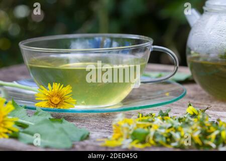 Löwenzahn-Tee, Löwenzahntee, Tee aus Löwenzahnblüten, Heiltee, Kräutertee, Blütentee Löwenzahnblüten-Tee, Löwenzahn-Blüten, Blüten, Löwenzahn, Wiesen Foto Stock