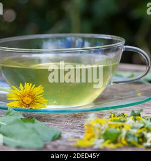 Löwenzahn-Tee, Löwenzahntee, Tee aus Löwenzahnblüten, Heiltee, Kräutertee, Blütentee Löwenzahnblüten-Tee, Löwenzahn-Blüten, Blüten, Löwenzahn, Wiesen Foto Stock