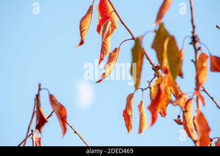 Luna vista attraverso le foglie arancioni di autunno su un albero di ramificazione contro il cielo blu chiaro Foto Stock