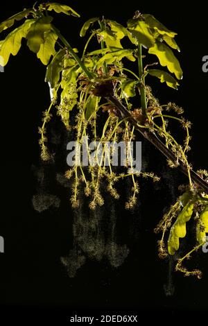 Quercia comune: Quercus robur. Fiori che spariscono polline. Surrey, Regno Unito. Foto Stock