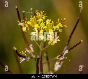 Sisymbrium irio, pianta di razzo londinese a Flower Foto Stock