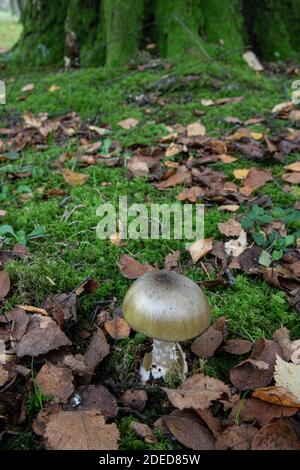 Deathcap fungo: Amanita phalloides, Sussex, UK Foto Stock