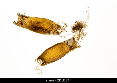 Dogfish (catsqualo a piccoli puntini): Scicliorhinus canicula. Casse di uova. Sussex, Regno Unito. (NOTA ANCHE COME Purse della Sirenetta). Illuminazione a campo chiaro. Foto Stock