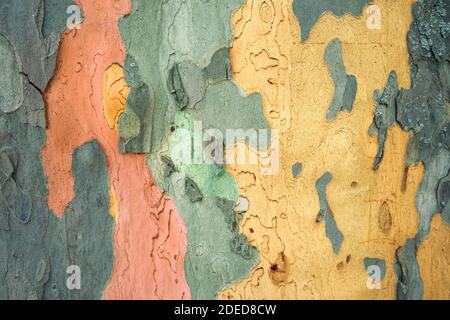 struttura di corteccia dell'albero colorata Foto Stock