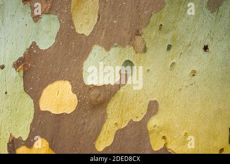 struttura di corteccia dell'albero colorata Foto Stock