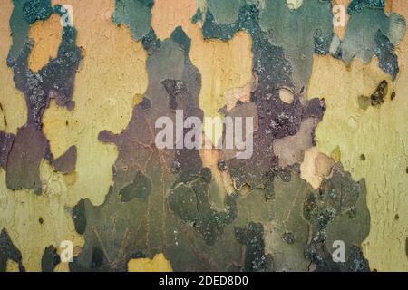 struttura di corteccia dell'albero colorata Foto Stock