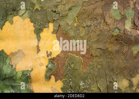struttura di corteccia dell'albero colorata Foto Stock