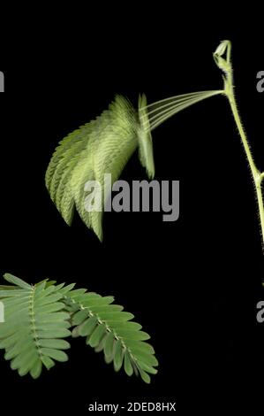 Pianta sensibile: Mimosa pudica. Immagine stroboscopica che mostra il collasso dello stelo dopo la stimolazione. Foto Stock