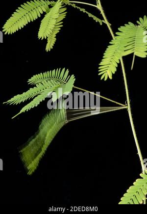 Pianta sensibile: Mimosa pudica. Immagine stroboscopica che mostra il collasso dello stelo dopo la stimolazione. Foto Stock