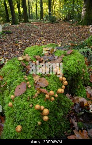 Sheathed Woodtuft: Kuehneromyces mutabilis. Surrey, Regno Unito Foto Stock