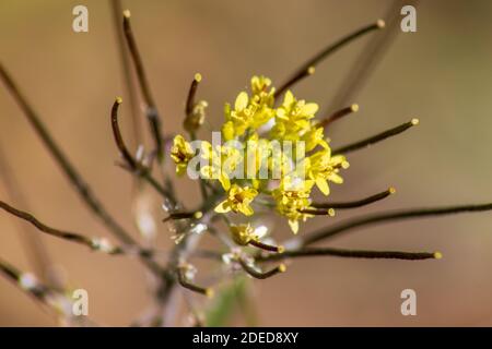 Sisymbrium irio, pianta di razzo londinese a Flower Foto Stock