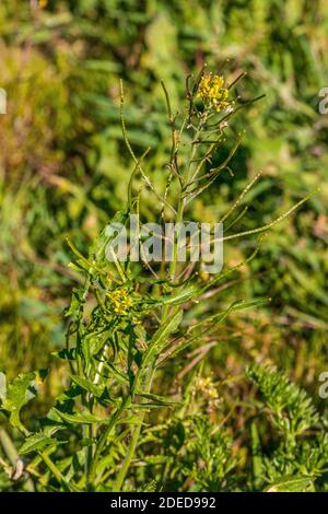 Sisymbrium irio, pianta di razzo londinese a Flower Foto Stock