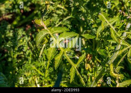 Sisymbrium irio, pianta di razzo londinese a Flower Foto Stock