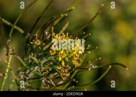 Sisymbrium irio, pianta di razzo londinese a Flower Foto Stock