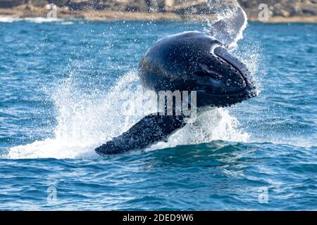 Bretone balena vitello bretata al largo di Sydney Nord Head, Sydney, Australia Foto Stock