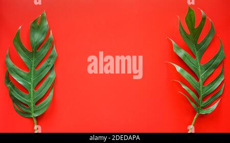Piatto di verde tropicale Monstera foglia su sfondo rosso con spazio per la copia Foto Stock
