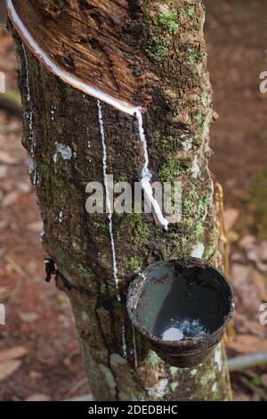 Il lattice bianco corre da tagli nel tronco dell'albero su una piantagione di gomma vicino a Malacca, Malesia Foto Stock