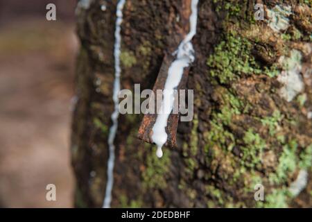 Il lattice bianco corre da tagli nel tronco dell'albero su una piantagione di gomma vicino a Malacca, Malesia Foto Stock