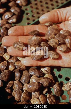 1970 Photos (1972) - Jack Wiegardt; proprietario di Northwest Oyster Farm; coltiva le vongole e le ostriche di arriccio da seme in vassoi Foto Stock