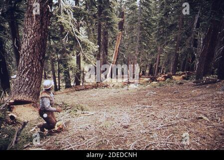 1970 Photos (1972) - D. Jackson abbattimento abete rosso Foto Stock