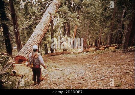 1970 Photos (1972) - D. jackson abbattimento abete rosso Foto Stock