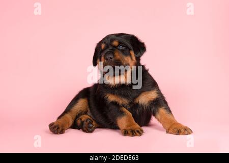 Carino cucciolo giovane rottweiler sdraiato su uno sfondo rosa Foto Stock