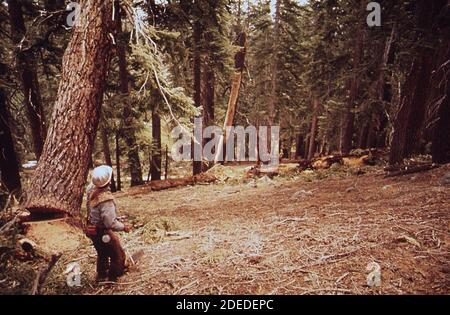 1970 Photos (1972) - D. Jackson abbattimento abete rosso Foto Stock
