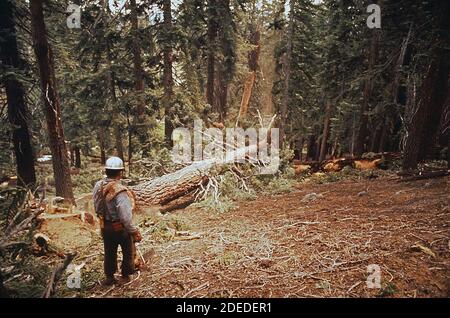 1970 Photos (1972) - D. Jackson abbattimento abete rosso Foto Stock
