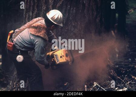 '1970 Photos (1972) - ''Faller'' D. Jackson che cade un abete rosso' Foto Stock