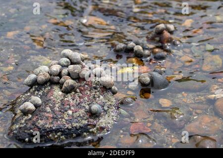 pervinca una vista comune lungo la riva Foto Stock