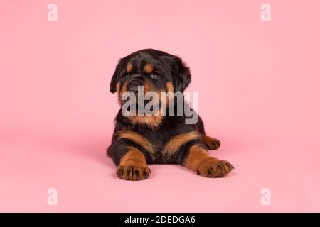 Carino cucciolo giovane rottweiler sdraiato su uno sfondo rosa Foto Stock