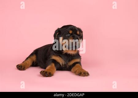 Carino cucciolo giovane rottweiler sdraiato su uno sfondo rosa Foto Stock