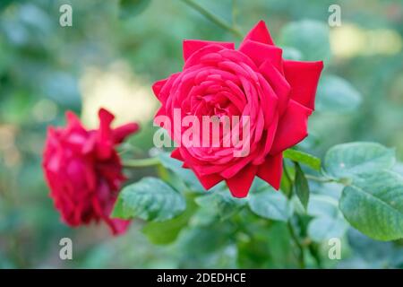 Rosa Royal William Hybrid tè rosa [Royal William] grande cespuglio fiorito rose Foto Stock