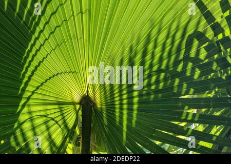 Luce del sole sulla foglia di palma primo piano sfondo tropicale Foto Stock